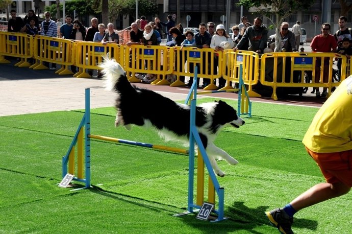 Exhibiciónn canina
