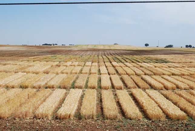 Campo, secano, cereal, trigo, agricultor, agricultura, cosecha