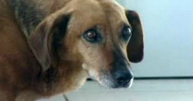 Masha, la Hachiko rusa