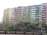 Coordinadora Vive el Parque Bruil pide proteger la sabina y los latoneros tras caer la acacia catalogada