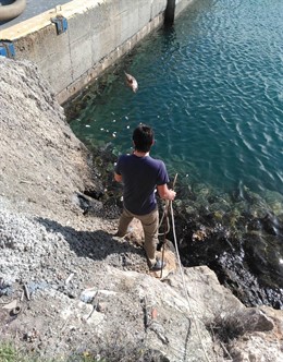 Delfín varado frente al Puerto de Almería