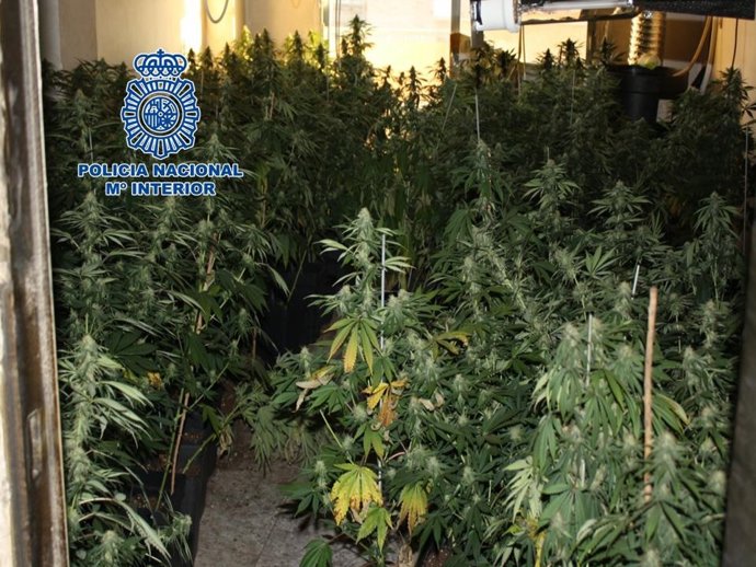 Marihuana dentro de una vivienda de Granada