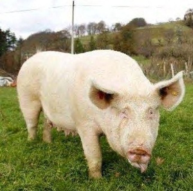 Una de las cerdas de Santo Tomás.