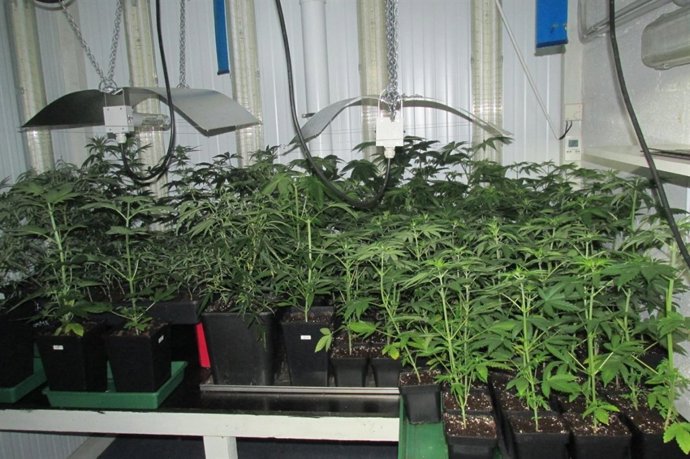 Plantación de marihuana en Oiartzun