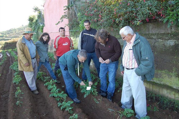 Plantación de papas