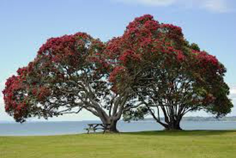 árbol de nueva zelanda