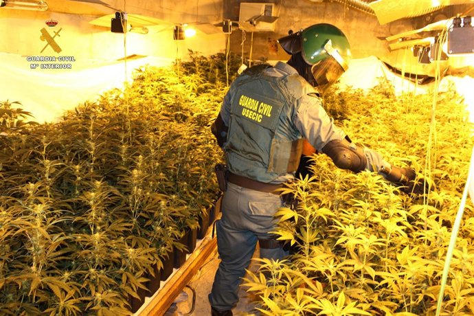 Un agente de la Guardia Civil inspecciona la plantación de marihuana