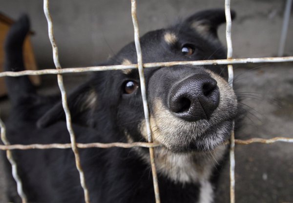 puedo adoptar un perro sin valla