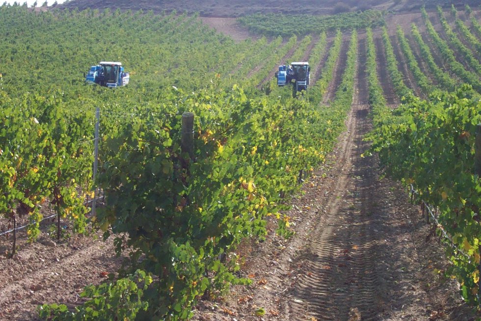 Viñedos De La D.O. Rueda