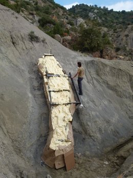 Extraen entero un cuello de dinosaurio de cinco metros en un pueblo de Lleida