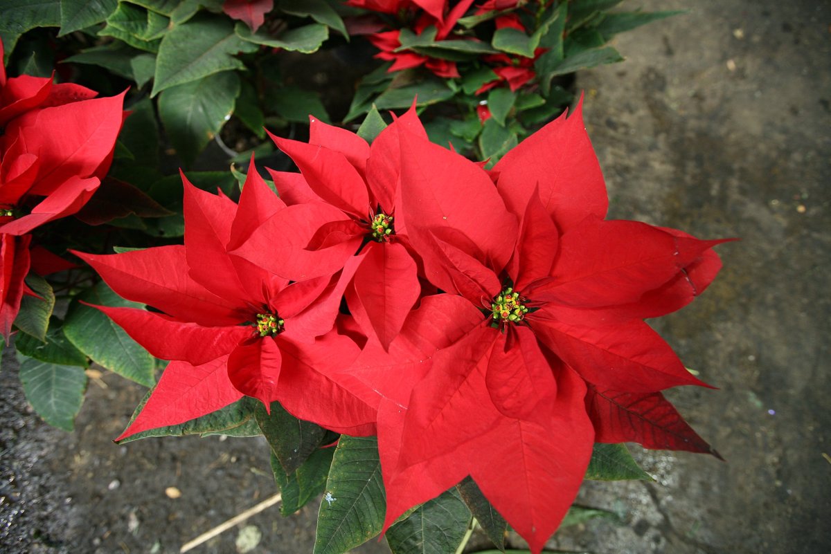 La flor de Nochebuena, herencia prehispánica y símbolo de la Navidad