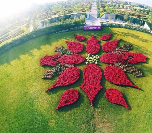 La flor de Nochuebuena más grande del mundo 
