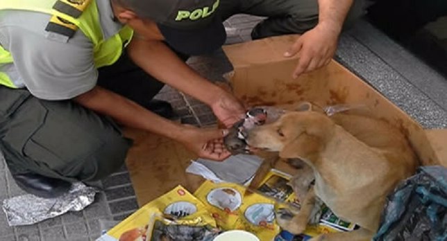 Una perra es ayudada a parir por la policía en Colombia