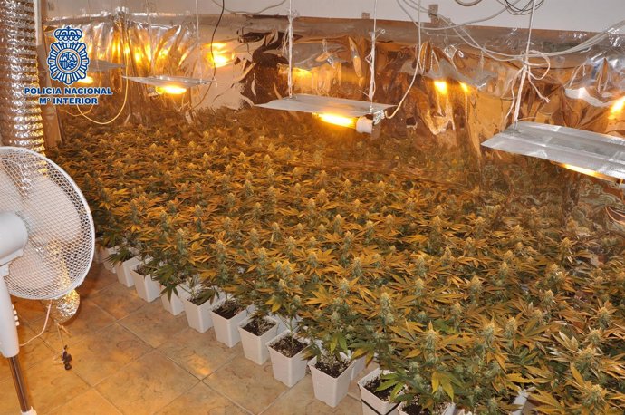 Plantación de marihuana en una cochera de Vélez-Málaga