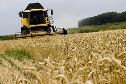 Cosechadora en un campo de trigo