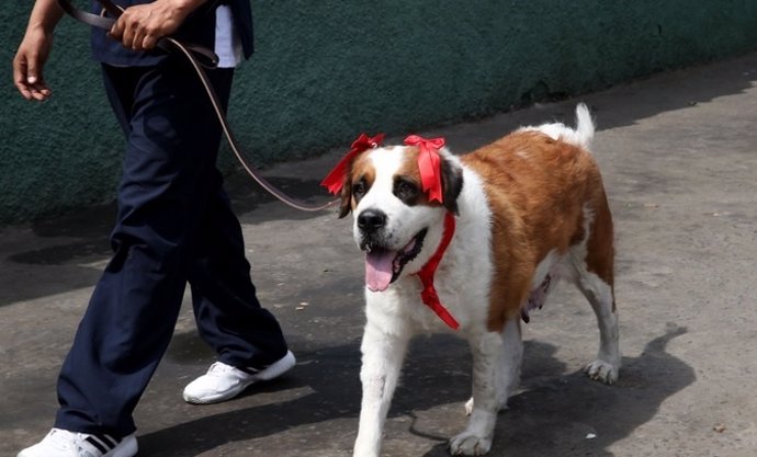 Lolita, una perra usada por narcos para sacar droga de Perú