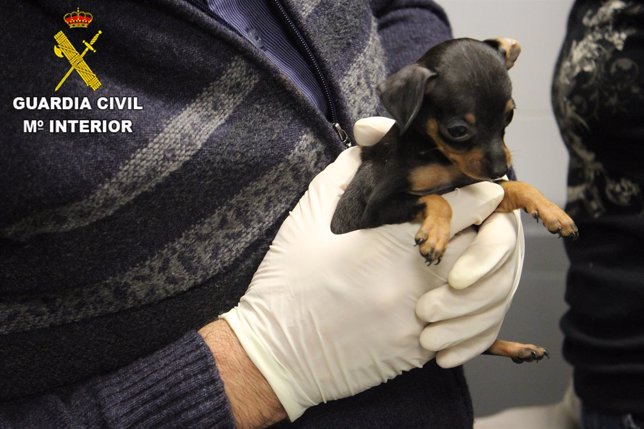 Guardia civil intercepta introducción de cachorros