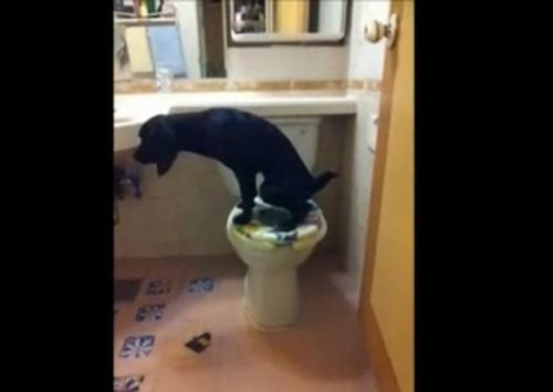 Perro que sabe ir al baño