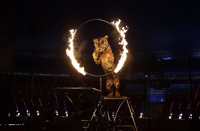 Un tigre durante una actuación del Circo  Atayde Hermanos en México