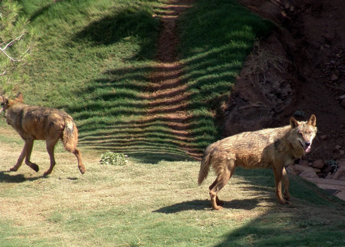 Lobos en Terra Natura