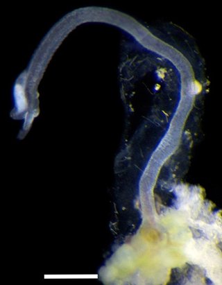 Osedax priapus adherido a un hueso