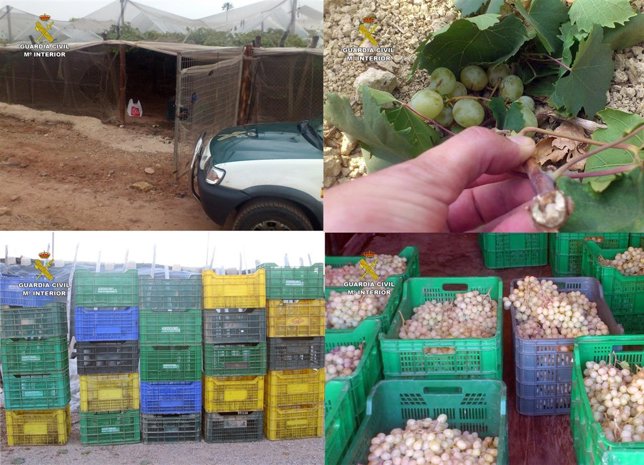 Imagen de la uva sustraída y las fincas donde se cometieron los robos