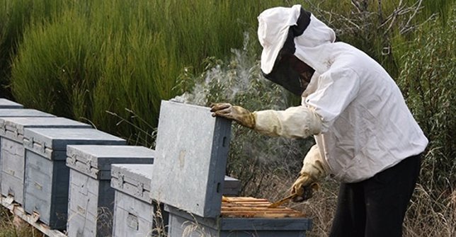 Apicultor, miel, abejas, apicultura, denominación de origen
