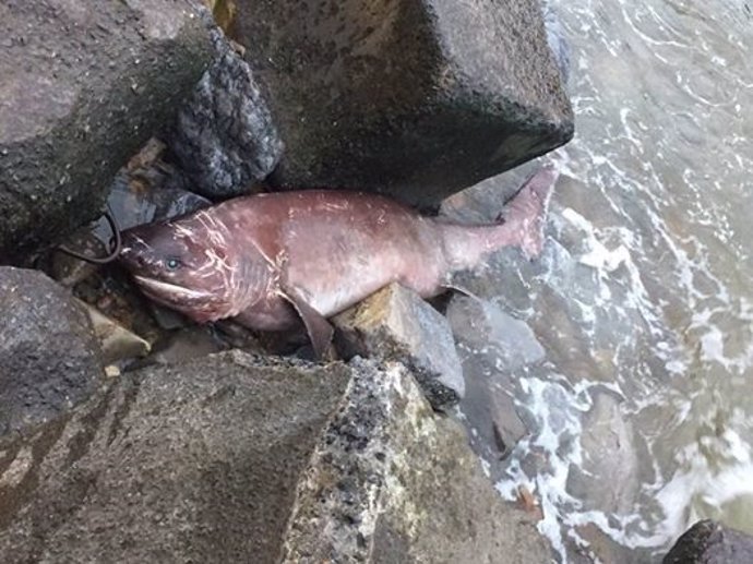 Tiburón Cañabota hallado en Armintza