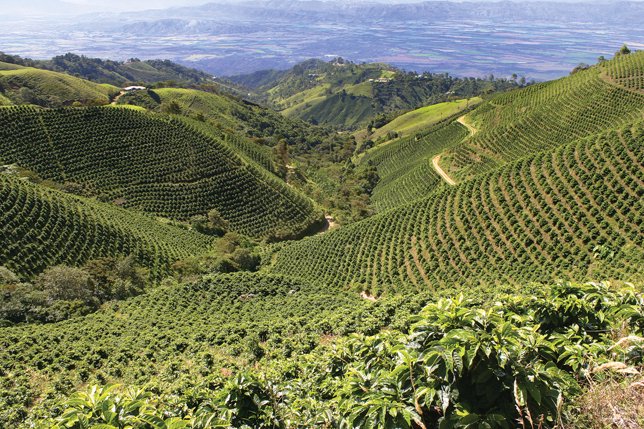 eje cafetero, colombia