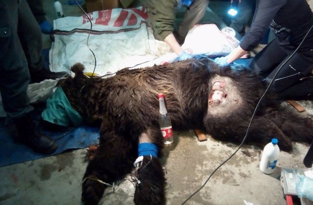 Una de las imágenes del oso cuando era atendido por sus heridas