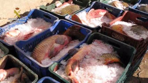 Pescado ilegal intervenido en Mequinenza