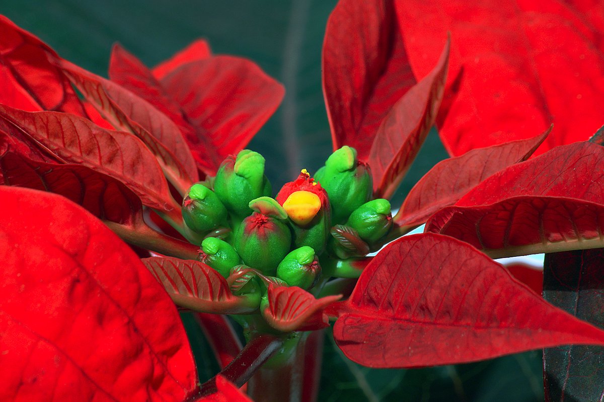 Conoces el origen de las Flores de Pascua?