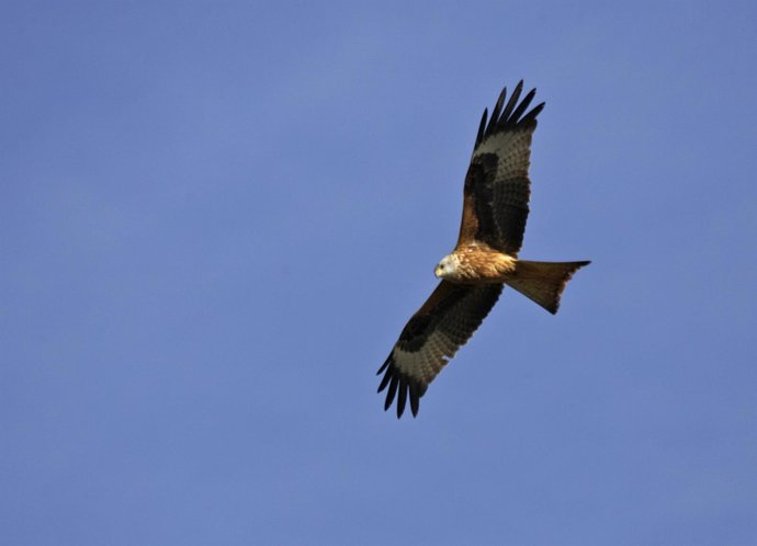 El milano real, especie abundante en Andalucía