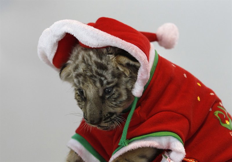 gato disfrazado por Navidad