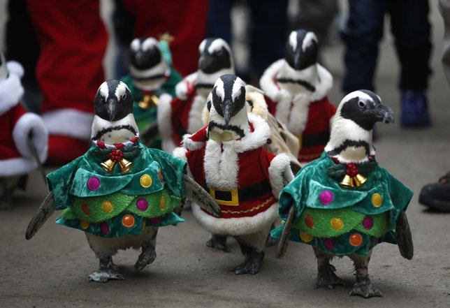Pingüinos vestidos de navidad