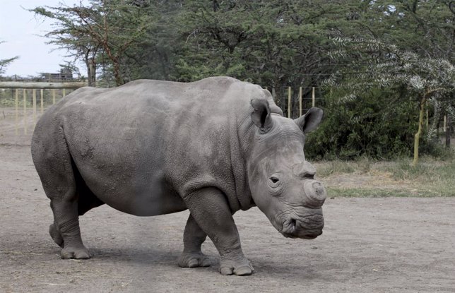 Un ejemplar de rinoceronte blanco del norte en un parque natural de Kenia