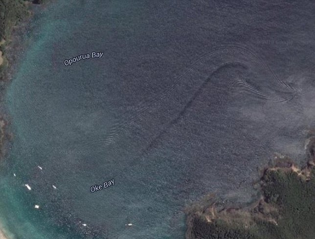 Misterioso monstruo marino en Nueva Zelanda