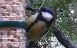 Las aves se adaptan al cambio climático