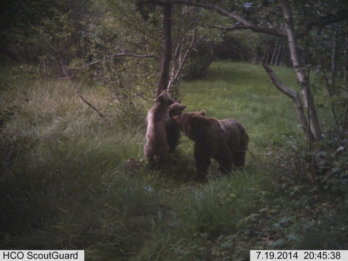 Oso pardo en el Pirineo