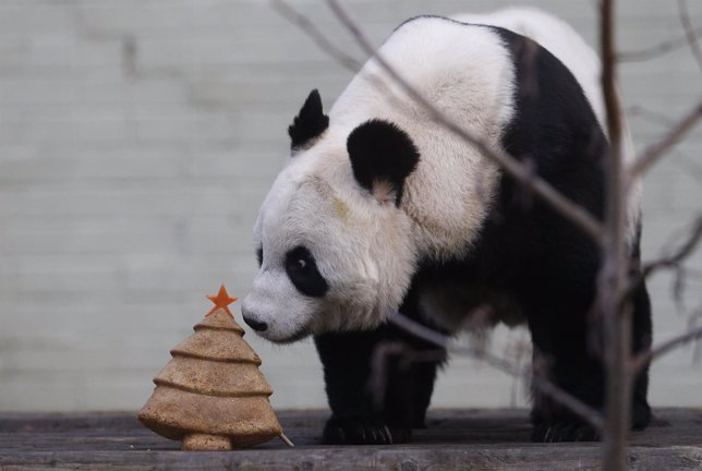 Tian Tian, un oso panda gigante se come una tarta de navidad