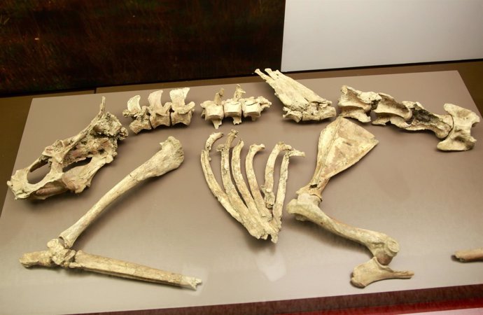 Esqueleto de un ciervo de la prehistoria
