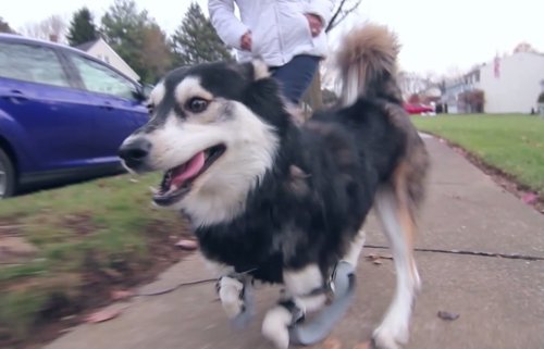 Derby, el perro discapacitado que camina con prótesis 3D