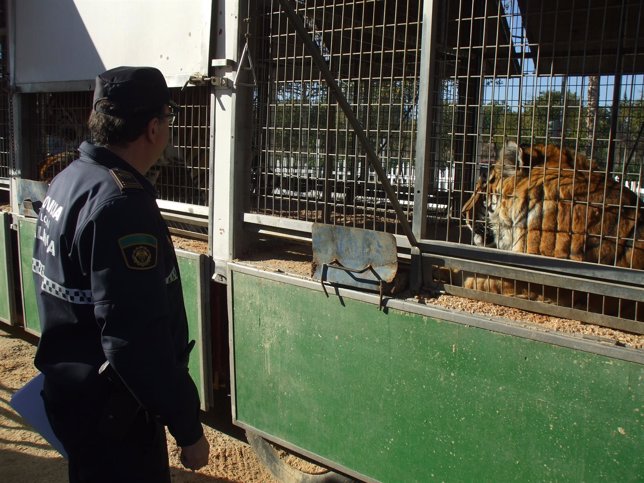 Un agente inspecciona las instalaciones de un circo 