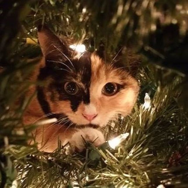Gatos y árboles de Navidad