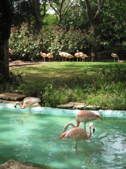 Flamencos En El Zoo De Barcelona