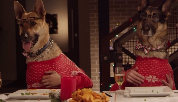 Trece perros y un gato versionan la cena de Navidad comiendo con las manos
