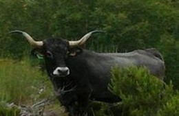 Vaca Tudanca