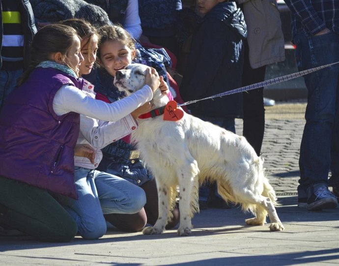 Uno de los perros que ha sido adoptado en el desfile 