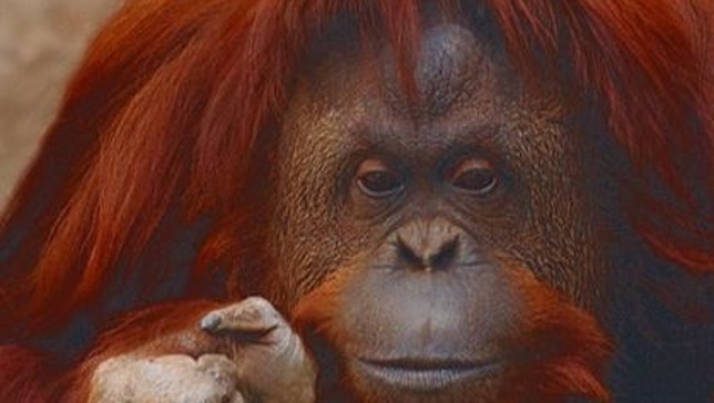 Sandra, orangutana del Zoológico de Buenos Aires