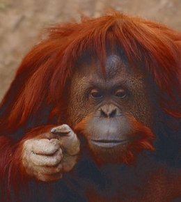 Sandra, orangutana del Zoológico de Buenos Aires
